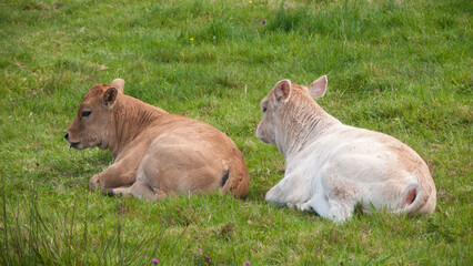 Dos terneros tumbados en un prado de hierba verde