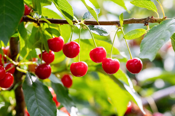 Red ripe cherries on a tree close up
