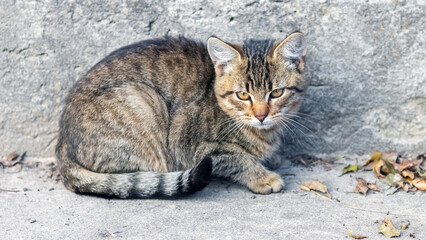 A small striped kitten sits near the house on the concrete