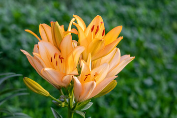 Orange lilies close up on blurred background