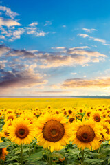 Summer landscape with yellow sunflowers in the field during sunset. Flowering sunflowers
