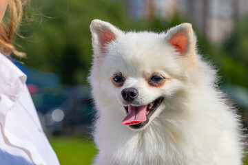 Spitz white dog near his mistress. Portrait of a fluffy dog