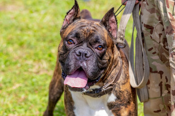 Miniature bulldog on a leash near his master