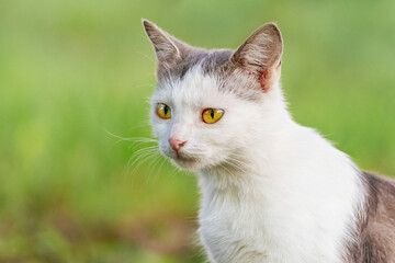 Fototapeta premium White spotted cat in the garden on a blurred background