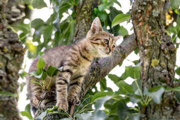Naklejka na ściany i meble Small striped kitten on a tree. Animals in nature