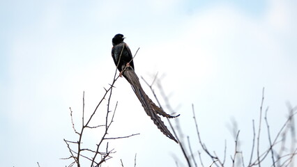 Long-tailed Widowbird (Euplectes progne) perched on a stick in the Rietvlei Nature Reserve in Pretoria, South Africa