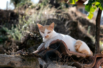 Beautiful stray cat sitting on discarded roof tiles