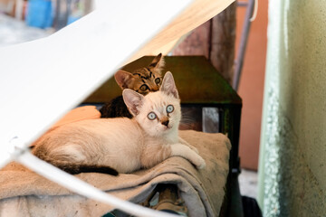 Two kittens lying under awning
