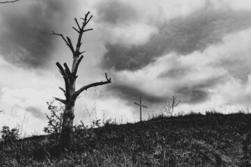 black and white tree in the field with a cross at the back