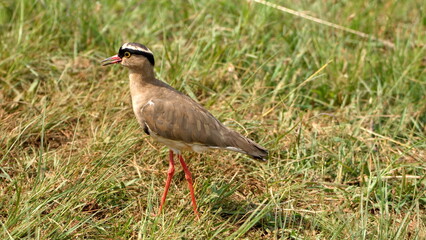 Crowned lapwing (Vanellus coronatus) in a field in the Rietvlei Nature Reserve in Pretoria, South...