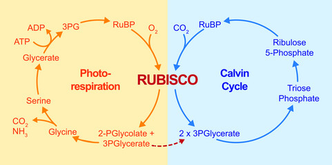 Scientific Designing Of Photorespiration. Oxidative Photosynthetic Carbon Cycle. Photorespiration And Calvin Cycle. Vector Illustration. - obrazy, fototapety, plakaty