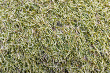 Close up of Moss on tree. Nature life background. Close Up of Tree Bark with Moss