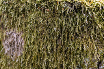 Close up of Moss on tree. Nature life background. Close Up of Tree Bark with Moss