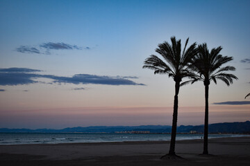 palm tree at the beach