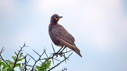 African pied starling (Lamprotornis bicolor) perched on a thorn tree in the Rietvlei Nature Reserve in Pretoria, South Africa
