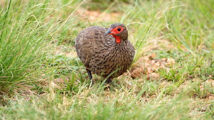 Swainson's francolin (Pternistis swainsonii) in the grass in the Rietvlei Nature Reserve in Pretoria, South Africa