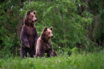 Brown bear, ursus arctos, in the middle of grass meadow. Concept of animal family. Summer season. In the summer forest. Natural Habitat. Big brown bear. Dangerous animal in nature forest. Close up.