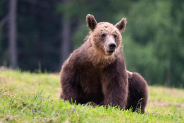 Brown bear, ursus arctos, in the middle of grass meadow. Concept of animal family. Summer season....