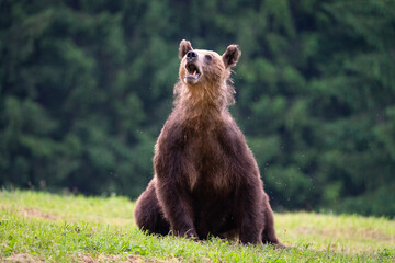 Brown bear, ursus arctos, in the middle of grass meadow. Concept of animal family. Summer season. In the summer forest. Natural Habitat. Big brown bear. Dangerous animal in nature forest. Close up.