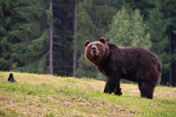 Obraz na płótnie Canvas Brown bear, ursus arctos, in the middle of grass meadow. Concept of animal family. Summer season. In the summer forest. Natural Habitat. Big brown bear. Dangerous animal in nature forest. Close up.