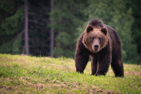 Brown bear, ursus arctos, in the middle of grass meadow. Concept of animal family. Summer season. In the summer forest. Natural Habitat. Big brown bear. Dangerous animal in nature forest. Close up.