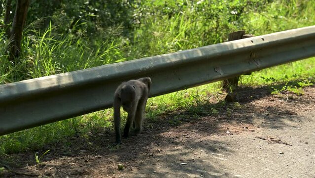 Pavian im Naturreservat Hluhluwe Nationalpark S&uuml;dafrika
