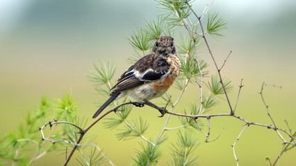 African stonechat (Saxicola torquatus) in a bush at Rietvlei Nature Reserve in Pretoria, South Africa