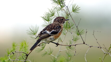 African stonechat (Saxicola torquatus) in a bush at Rietvlei Nature Reserve in Pretoria, South Africa