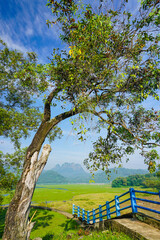 Fototapeta premium Beautiful view old tree with Mt. Parang of Purwakarta under blue skies. 