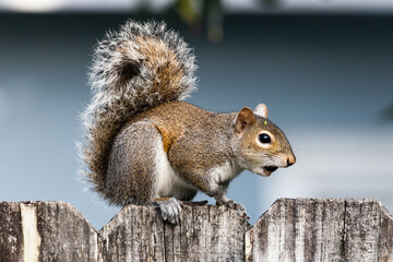 Grey Squirrel Sitting on a fence post