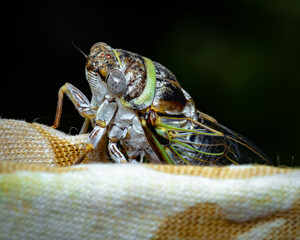 Adult Cicada Up Close Macro Detail