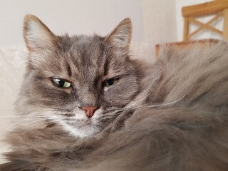 Gray fluffy cat is resting on the sofa