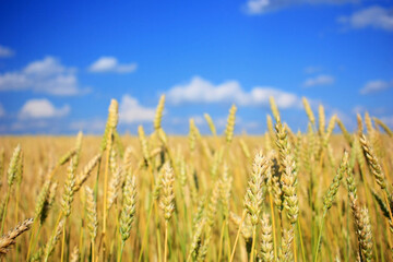 Obraz premium Blue sky above yellow wheat ears