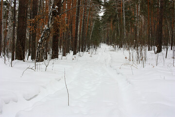 Road in the snowy forest