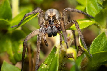 Fototapeta premium Wolf Spider Crawing through the grass