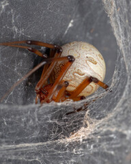 Brown Widow Spider in Web