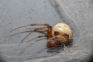 Brown Widow Spider in Web