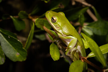 Green Tree Frog at night