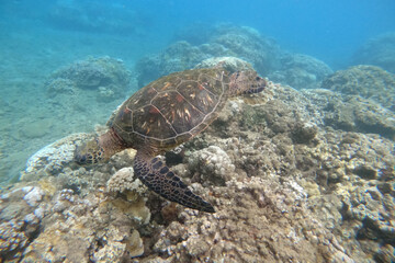 Naklejka na ściany i meble Green sea turtle above coral reef underwater photograph in Hawaii