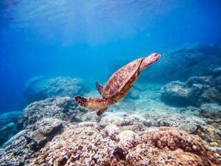 Naklejka na ściany i meble Green sea turtle above coral reef underwater photograph