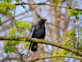 The crow sits comfortably on the tree and sunbathes