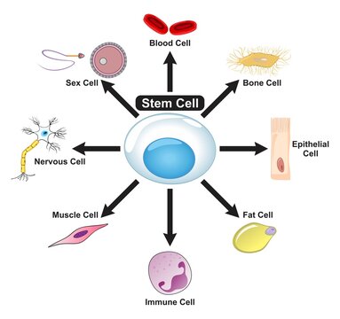 Stem Cell Diagram showing how it can convert to blood bone epithelial fat immune muscle nervous and sex cells for science biology embryology and education vector