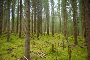 Stroll through a lush forest with many trees and moss.