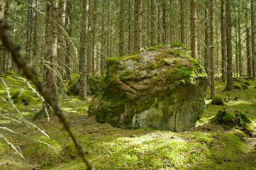 A big rock between trees in a forest.