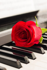 Red rose piano keys romantic background.