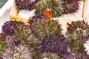 Obraz na płótnie Canvas Sea urchin at the Boqueria market in Barcelona (Spain), Spanish gastronomy concept.