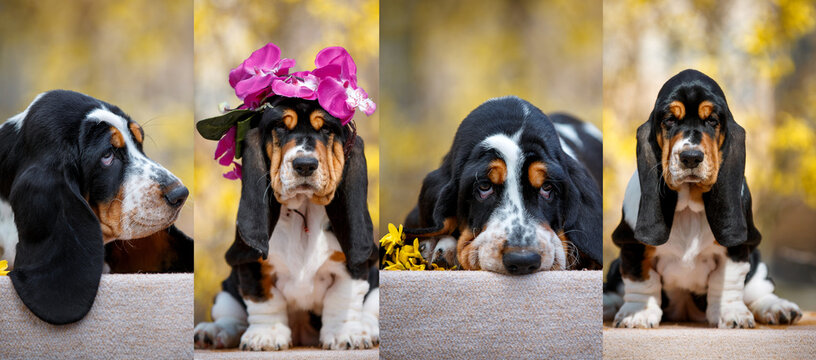 Cute basset hound puppy