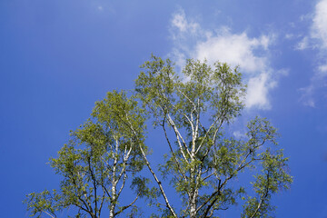 Baumkronen von Birken im Frühlings Sonnenschein.