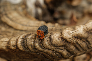 a carrion beetle feed on the bodies of dead and decaying animal