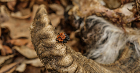 a carrion beetle feed on the bodies of dead and decaying animal